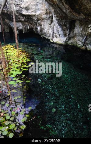 Cenote a Coba con acque turchesi cristalline e vegetazione lussureggiante Foto Stock