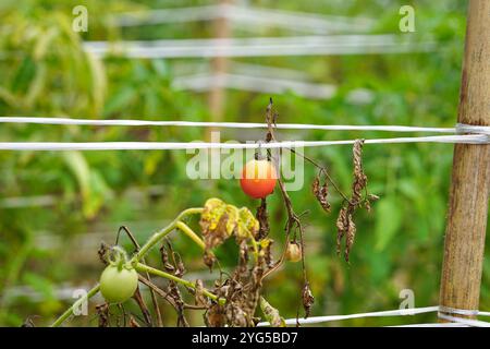 Pomodori maturi e non maturi nella serra, orto in rovina, frutta di pomodoro non è riuscita a raccogliere, pianta di pomodoro secca, malattie delle piante di pomodoro Foto Stock