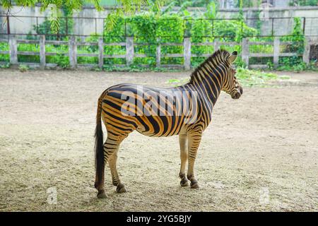 Plains zebre (Equus burchelli) nello zoo, Mirpur National Zoo, Dacca, Bangladesh Foto Stock