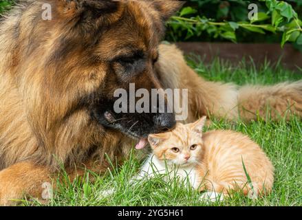 Un gattino di zenzero e un cane da pastore tedesco siedono sull'erba. Il gattino guarda il cane, che non guarda. Entrambi hanno orecchie perlate. Il cane è marrone scuro, gattino Foto Stock