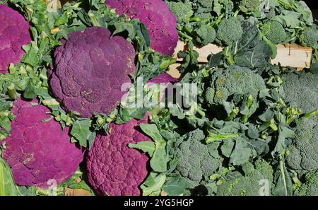 I broccoli sono classificati nel gruppo cultivar Italica della specie Brassica oleracea. Broccoli verdi e broccoli viola siciliani Foto Stock