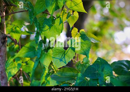 Piante selvatiche a forma di cuore sfondo con luci solari brillanti (piante selvatiche con foglie a forma di cuore) Foto Stock
