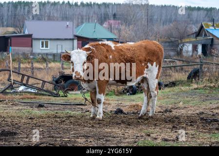 bel bestiame che mangia erba, pascolano sui pascoli. Mandria di bovini allevati all’aperto rigenerativi allevati in un’azienda agricola. Agricoltura sostenibile Foto Stock