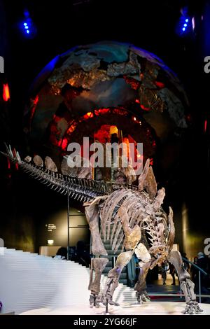 Scheletro fossile di un dinosauro Stegosuarus nella sala d'ingresso della Earth Gallery del Museo di storia naturale di Londra. Foto Stock