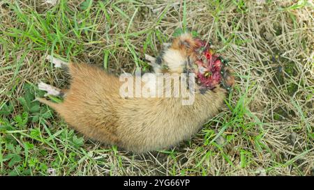 Criceto europeo insetto da campo morto mosche Cricetus cricetus sangue di cadavere catturato da uccello predatore ucciso o avvelenato da pellet velenose rodenticidi Foto Stock