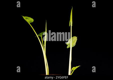 WA258888-00...WASHINGTON - gli aggraziati steli e foglie di due calla lilly cresciuti da un tubero in un vaso di fiori. Foto Stock