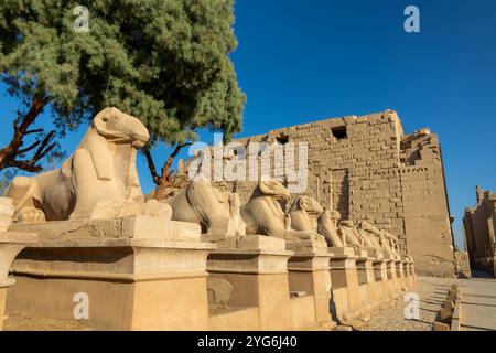 Sfingi con testa di RAM nel complesso del tempio di Karnak sulla riva orientale del fiume Nilo a Luxor, Egitto Foto Stock