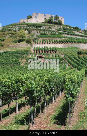 Rovine del castello di Staufen im Breisgau, Foresta Nera, Baden-Württemberg, Germania Foto Stock