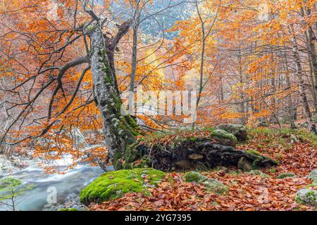 Valle delle Salenques, Parco naturale dei Posets-Maladeta, Pirenei, Huesca, Spagna Foto Stock