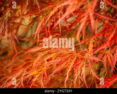 Acero giapponese con foglie d'arancia in autunno Foto Stock
