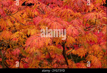 Foglie rosse di Acer palmatum, in autunno con foglie di arancio e rosso in un giardino del Regno Unito. Foto Stock