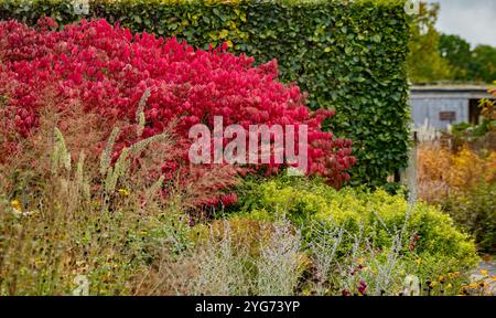 Il fogliame di Euonymous Alatus rosso autunnale contrastava con il verde della siepe di faggio e il verde e l'argento del fogliame in primo piano. REGNO UNITO Foto Stock