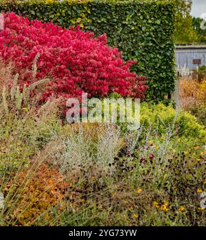 Il fogliame di Euonymous Alatus rosso autunnale contrastava con il verde della siepe di faggio e il verde e l'argento del fogliame in primo piano. REGNO UNITO Foto Stock