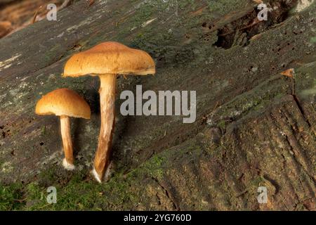 Scurfy Twiglet fungus, Tubaria furfuracea, Felbrigg, Norfolk, Regno Unito, 2 novembre 2024 Foto Stock