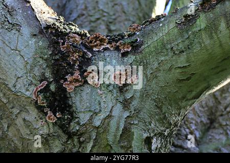 Highland Road Cemetery, Southsea, Portsmouth, Hampshire, Inghilterra. 17 ottobre 2024. Stereum gausapatum un fungo noto anche come "crosta di rovere sanguinante", visto qui all'incrocio di rami bassi su un albero di quercia. Foto Stock