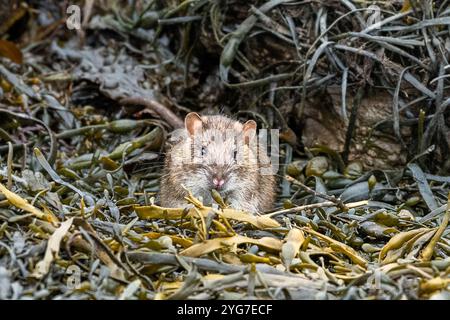 Brown Rat (Rattus norvegicus) a Bantry Bay, West Cork, Irlanda. Foto Stock