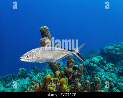 Bar jack, Caranx ruber, noto anche come carbonero, cojinúa, Red jack, Blue-striped cavalla o Passing jack, è una specie comune di fis marino costiero Foto Stock