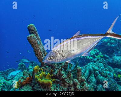 Bar jack, Caranx ruber, noto anche come carbonero, cojinúa, Red jack, Blue-striped cavalla o Passing jack, è una specie comune di fis marino costiero Foto Stock