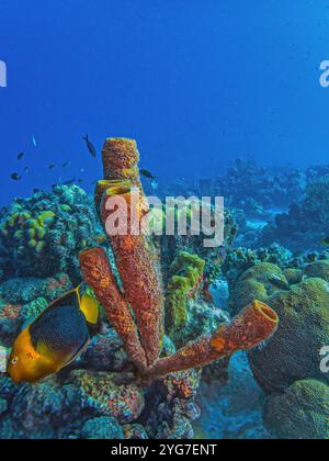 Bellezza rocciosa, Holacanthus tricolor, noto anche come zucchero di mais, coshubba, bestia di roccia, catalineta e tata gialla, è una specie di fis marino con pinne a raggi Foto Stock