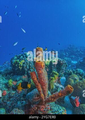 Bellezza rocciosa, Holacanthus tricolor, noto anche come zucchero di mais, coshubba, bestia di roccia, catalineta e tata gialla, è una specie di fis marino con pinne a raggi Foto Stock