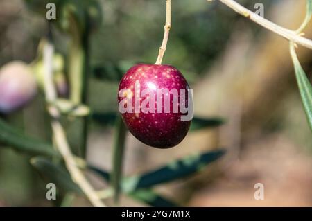 Olive rosse mature nell'oliveto mediterraneo spagnolo Foto Stock