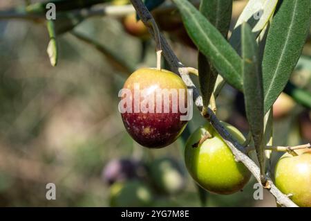 Olive rosse mature nell'oliveto mediterraneo spagnolo Foto Stock