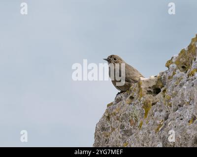 Una rossa nera femminile, Phoenicurus ochruros, arroccata su una roccia Foto Stock