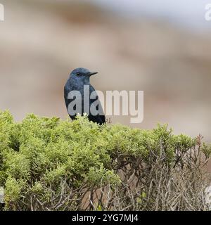 Un mucchio di roccia blu maschile, Monticola solitarius, arroccato sulla cima di un cespuglio. Foto Stock