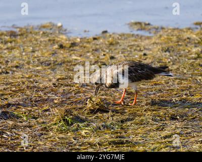 Una pietra girevole rudimentale, Arenaria interpreta. Foto Stock