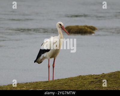 Una cicogna bianca, Ciconia ciconia, che si getta in una laguna poco profonda. Foto Stock