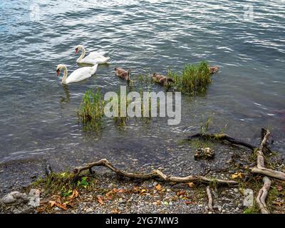 Una famiglia di cigni, tra cui due cigni adulti e tre cignetti, che nuotano vicino alla riva di un lago di Costanza con un po' di erba e rami in foregr Foto Stock