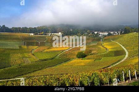 Vigneti nella regione dello Champagne Foto Stock