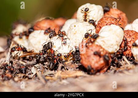 Immagini di formiche che ottengono il meglio dal grano, per le provviste invernali, una grande colonia di formiche è molto laboriosa e unita. Foto Stock