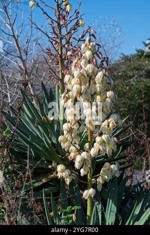 Yucca gloriosa, o pugnale spagnolo, che mostra paniclette di fiori a forma di campana Foto Stock