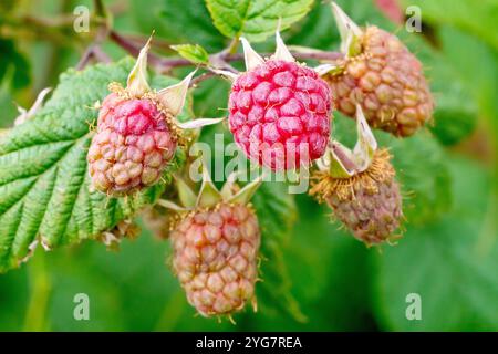 Lampone selvatico (rubus idaeus), primo piano che mostra la frutta o i lamponi che maturano sull'arbusto. Foto Stock