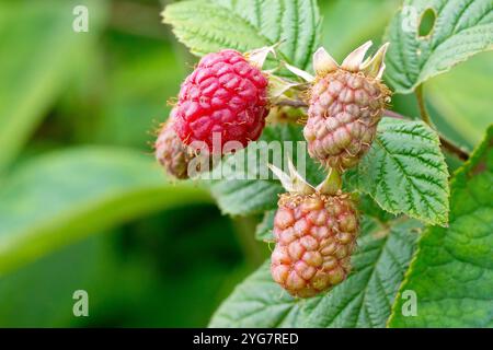 Lampone selvatico (rubus idaeus), primo piano che mostra la frutta o i lamponi che maturano sull'arbusto. Foto Stock