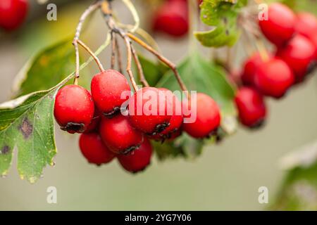 Gruppi di ribes rosso maturo sui rami di cespugli nel giardino Foto Stock