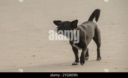un piccolo cucciolo nero che corre e gioca sulla spiaggia Foto Stock