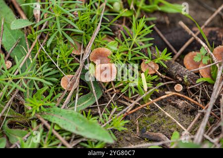 Piccoli funghi bruni coltivati sul tronco pieno di muschio verde e con lo sfondo chiaro della luce tra i rami della foresta Foto Stock