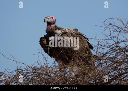 Avvoltoio con il volto di Lappet (Torgos tracheliotos) su un albero, riserva nazionale di Samburu, Kenya, Africa orientale Foto Stock