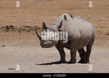 Rinoceronte nero orientale (Diceros bicornis michaeli) maschio, Ol Pejeta Conservancy, Kenya, Africa orientale Foto Stock