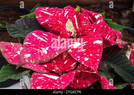 Primo piano di Poinsettia pulcherima che mostra foglie di colore rosso brillante con marcature bianche le piante vengono anche con foglie variegate di colore rosso o bianco e crema Foto Stock