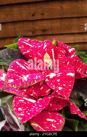 Primo piano di Poinsettia pulcherima che mostra foglie di colore rosso brillante con marcature bianche le piante vengono anche con foglie variegate di colore rosso o bianco e crema Foto Stock