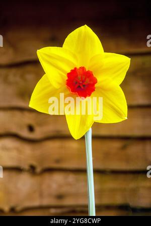 Primo piano di una singola cera sigillante Narcissus in primavera. Si tratta di un narciso giallo e rosso arancio divisione 2 grande e di una perenne decidua Foto Stock