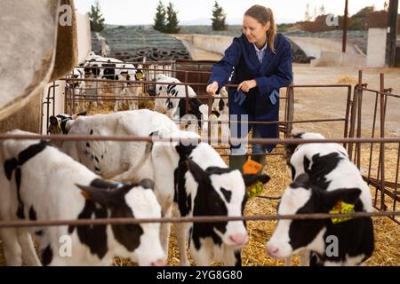 Donna contadina che guarda i piccoli vitelli in una stalla aperta all'allevamento Foto Stock