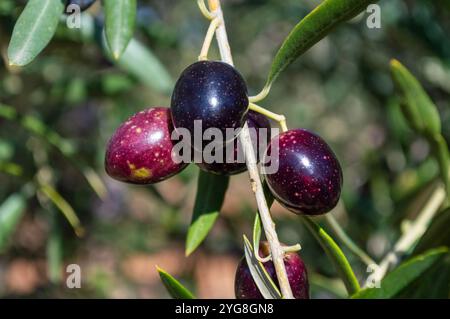 Olive rosse mature nell'oliveto mediterraneo spagnolo Foto Stock