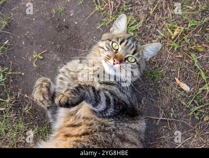 Gatto senzatetto che posa steso a terra e guarda direttamente nella telecamera Foto Stock