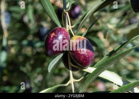 Olive rosse mature nell'oliveto mediterraneo spagnolo Foto Stock