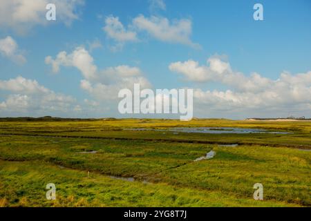 Visita la riserva naturale Het Zwin in Belgio Foto Stock