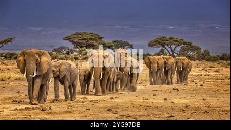 Treno degli elefanti, Parco Nazionale di Amboseli Foto Stock